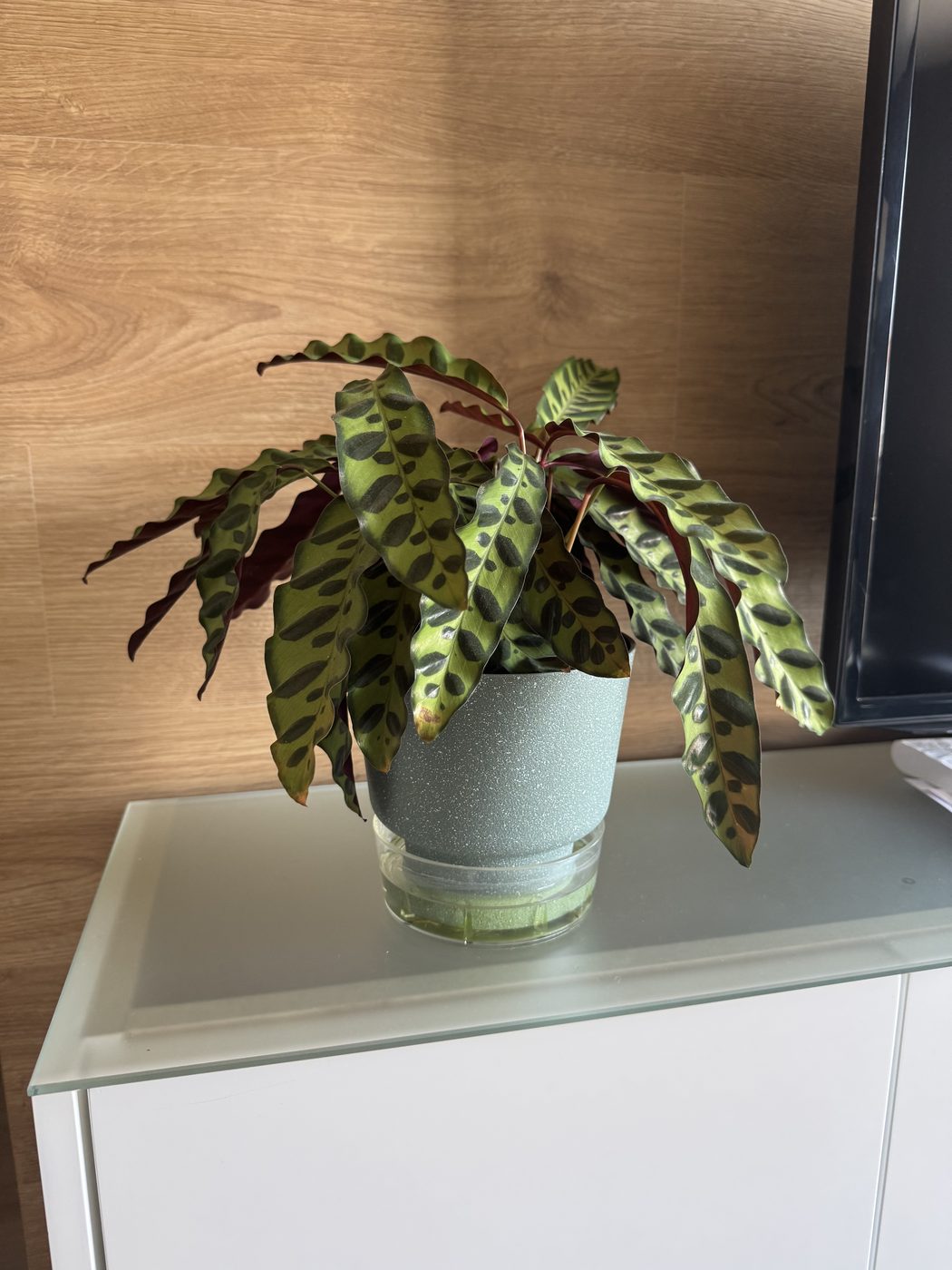 Horta indoor Lilo Connect com plantas e cápsulas