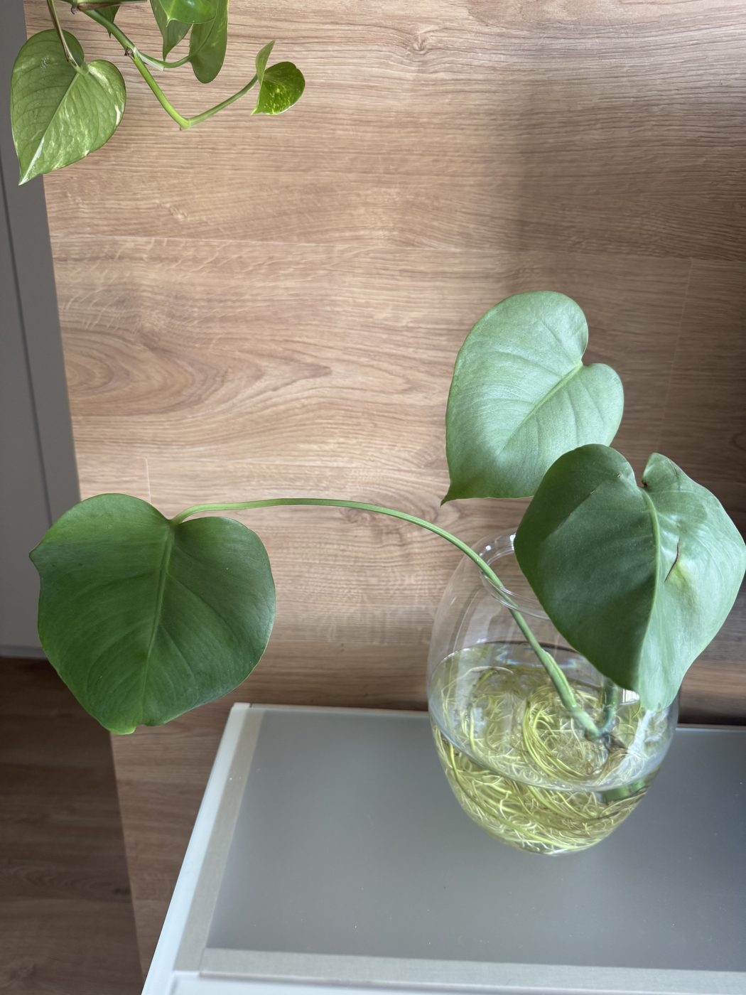 Filodendro no vaso de vidro com água
