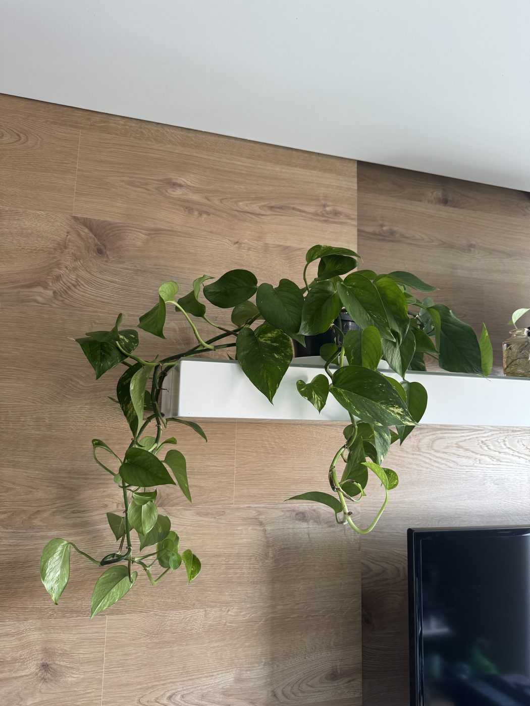 Jiboia variegada pendente na estante
